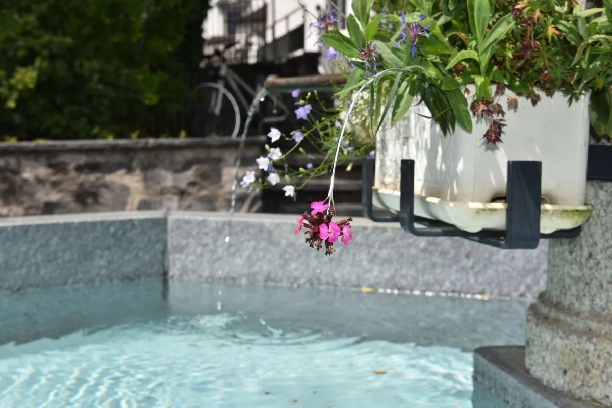 Franziskusbrunnen mit Karthaeuser Nelke