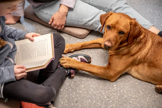 Leseförderung mit Lesehund
