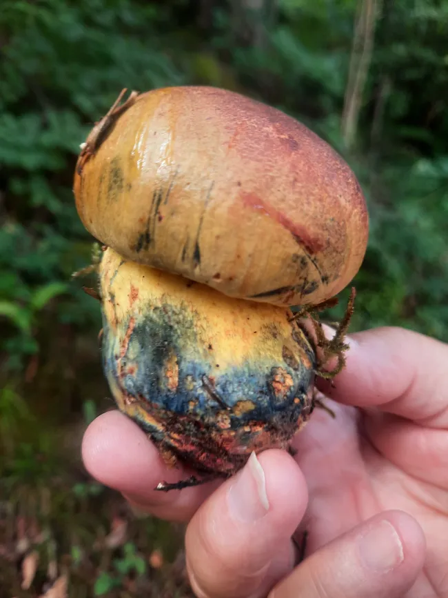 Bestimmungsabend für Pilze