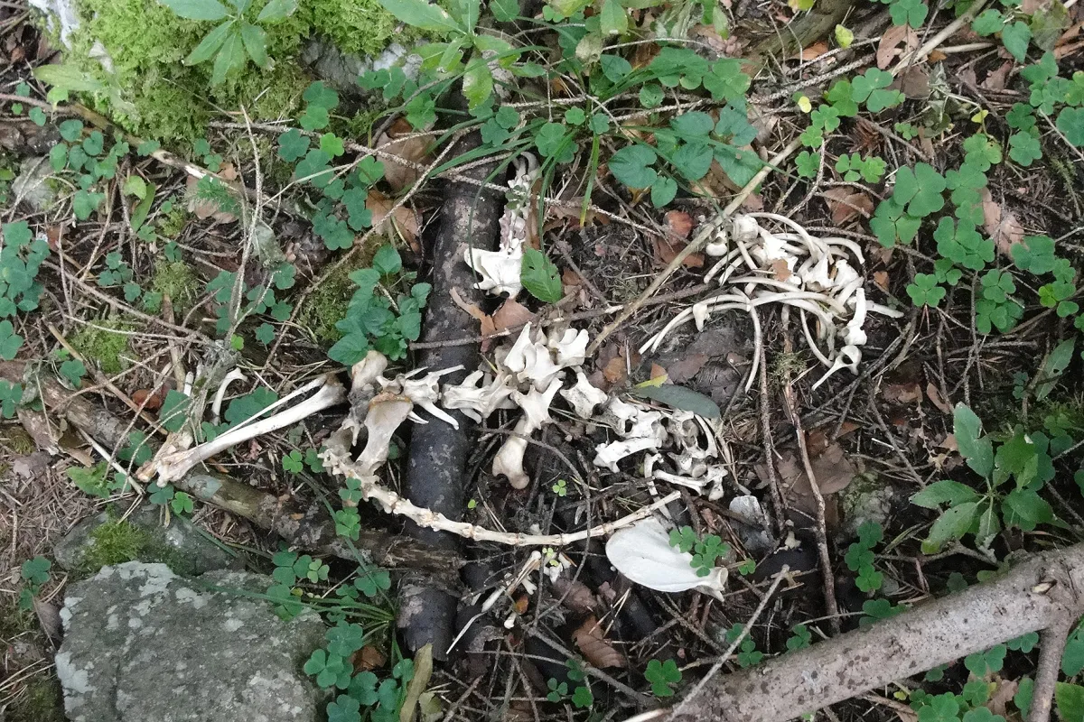 Tierische Knochenfunde aus dem Urner Wald – Vortrag von Sonja Ramseyer